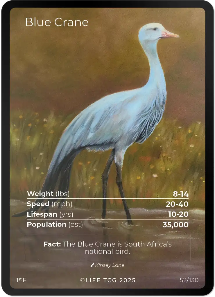 Blue Crane