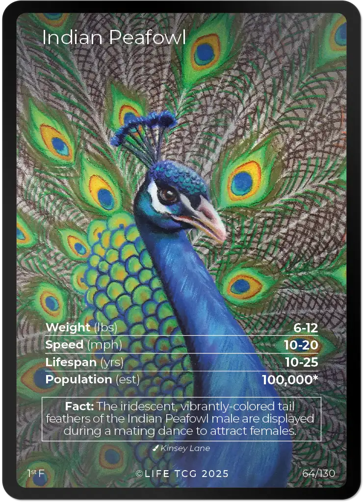 Indian Peafowl