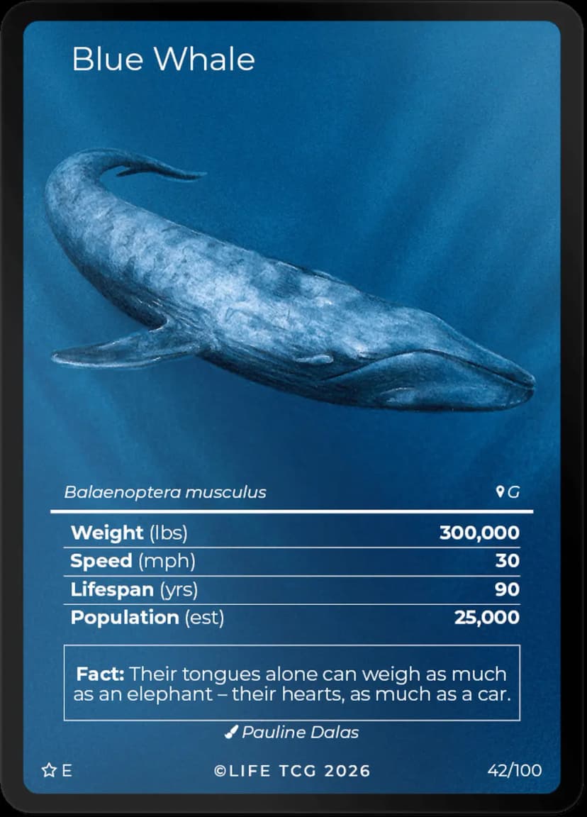 Blue Whale