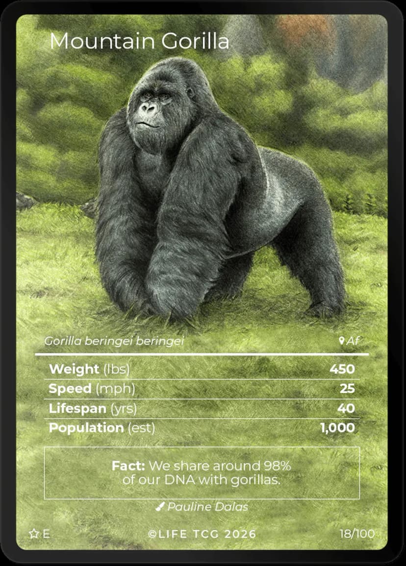 Mountain Gorilla