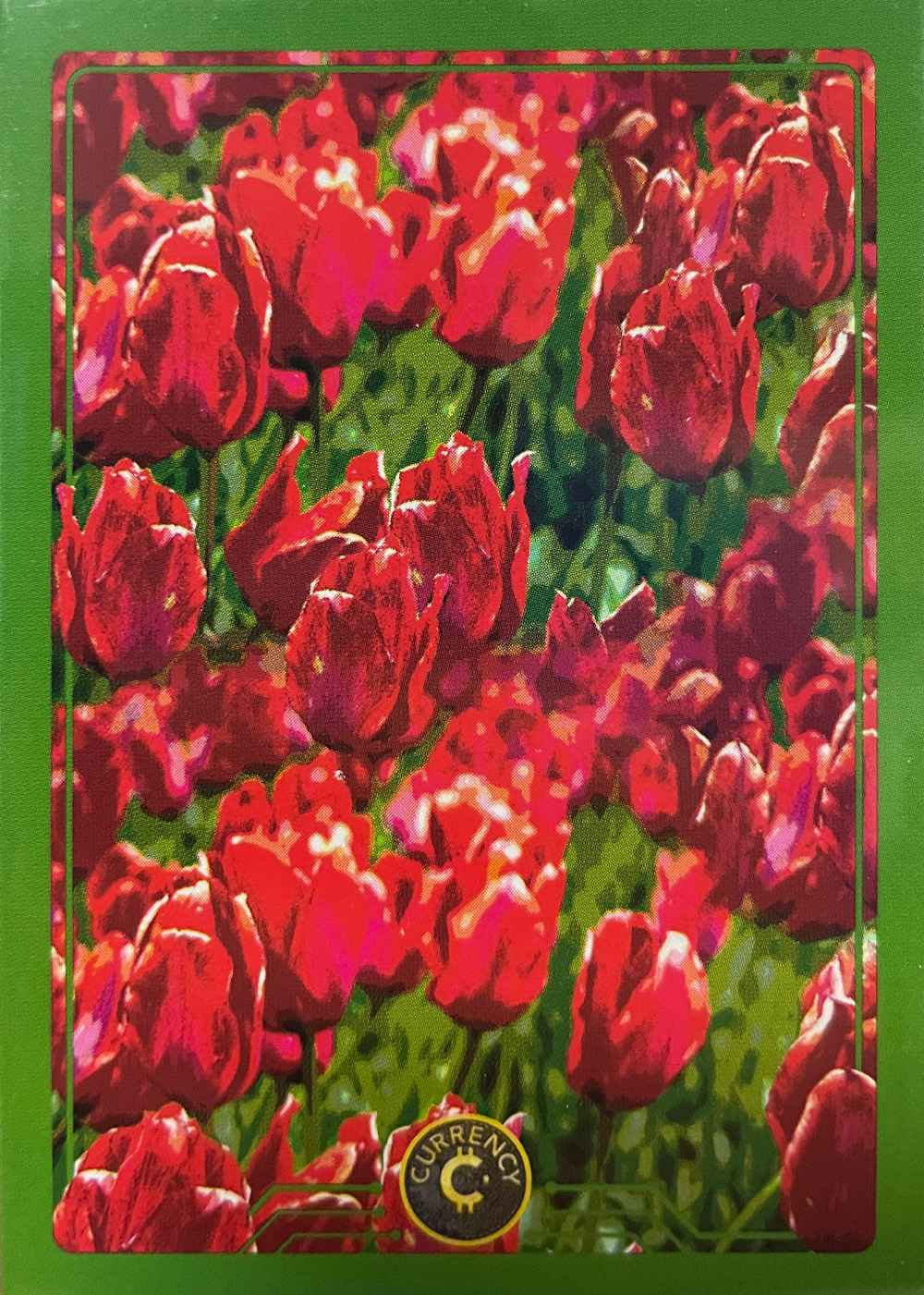 Tulips card front