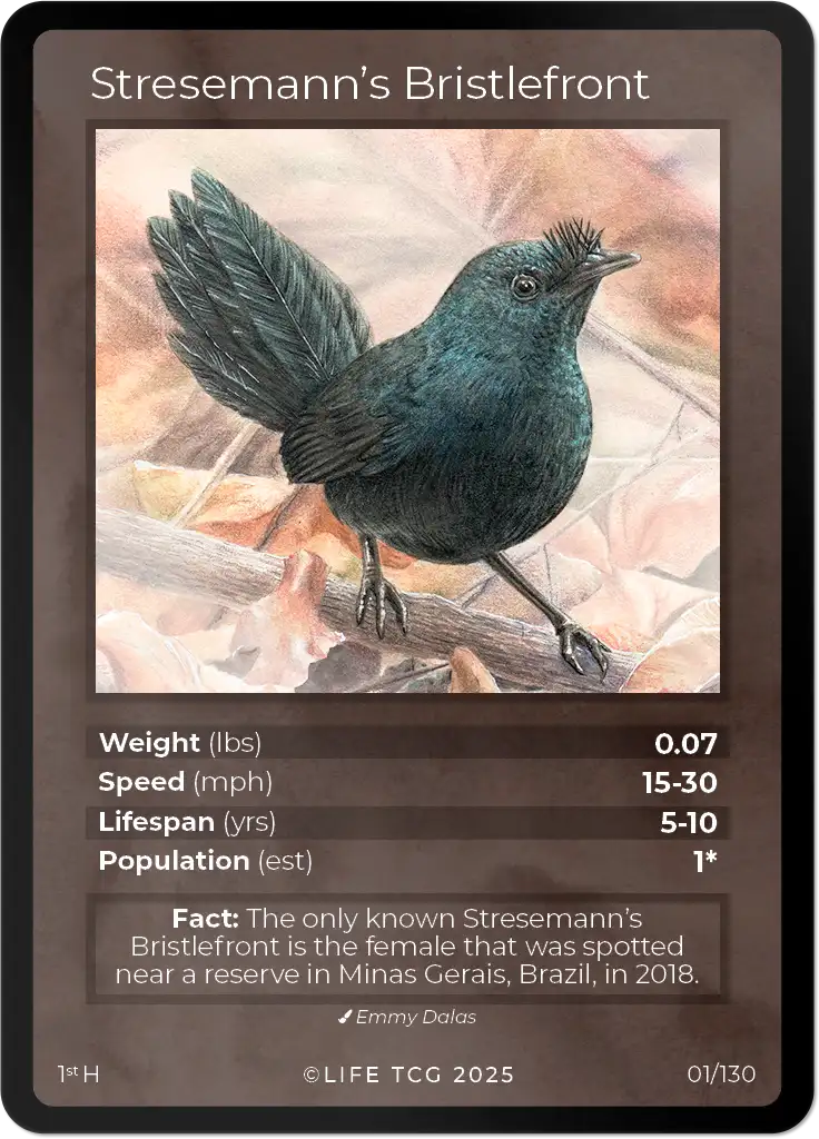 Stresemann's Bristlefront card front