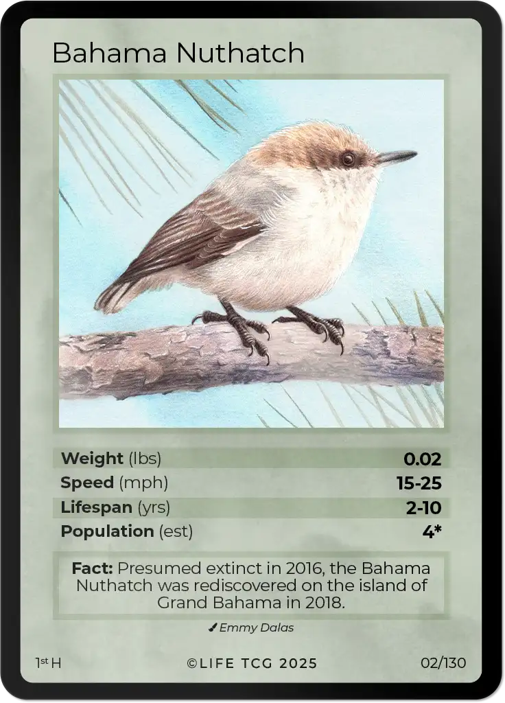 Bahama Nuthatch card front
