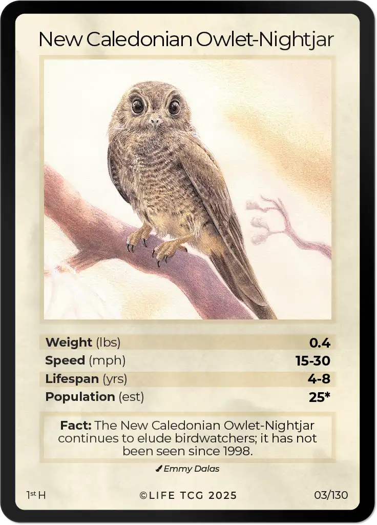 New Caledonian Owlet-Nightjar card front