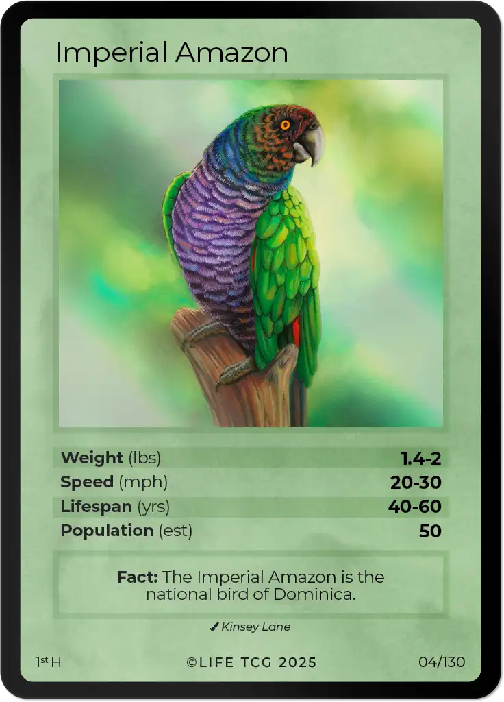 Imperial Amazon card front
