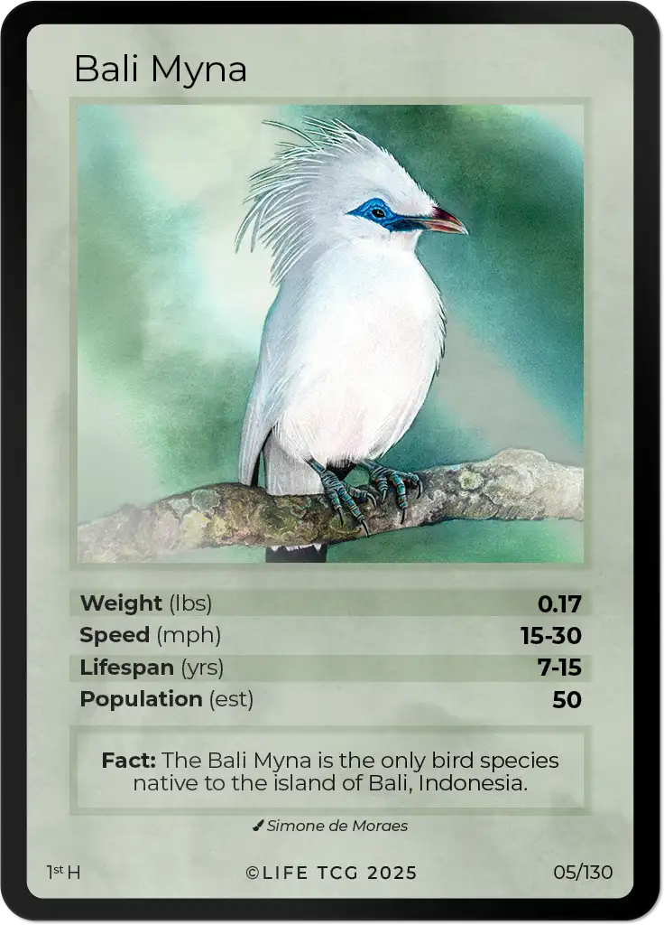 Bali Myna card front