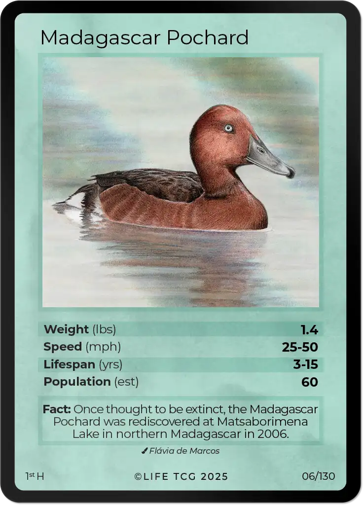 Madagascar Pochard card front