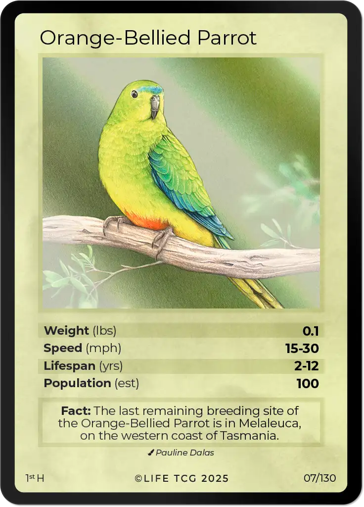 Orange-Bellied Parrot card front