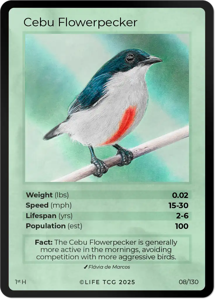 Cebu Flowerpecker card front