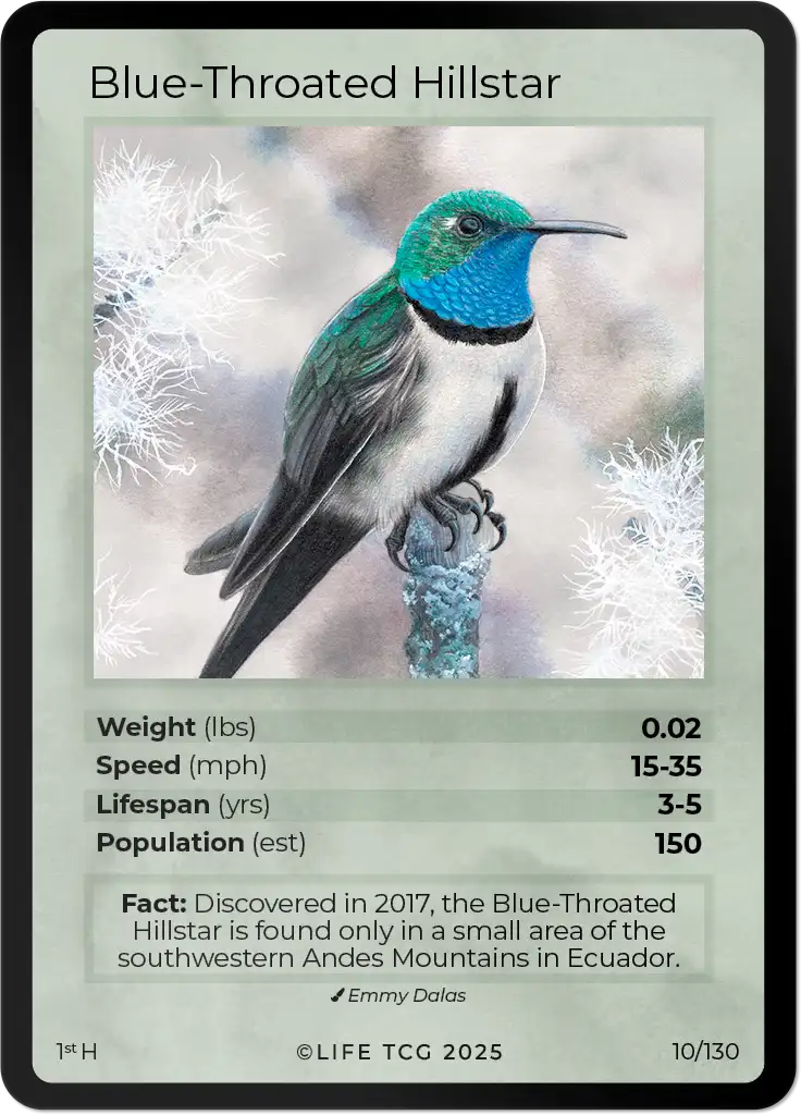 Blue-Throated Hillstar card front