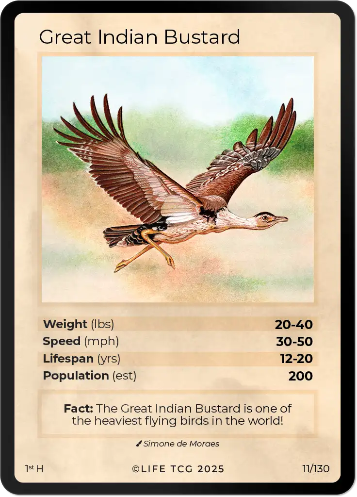 Great Indian Bustard card front
