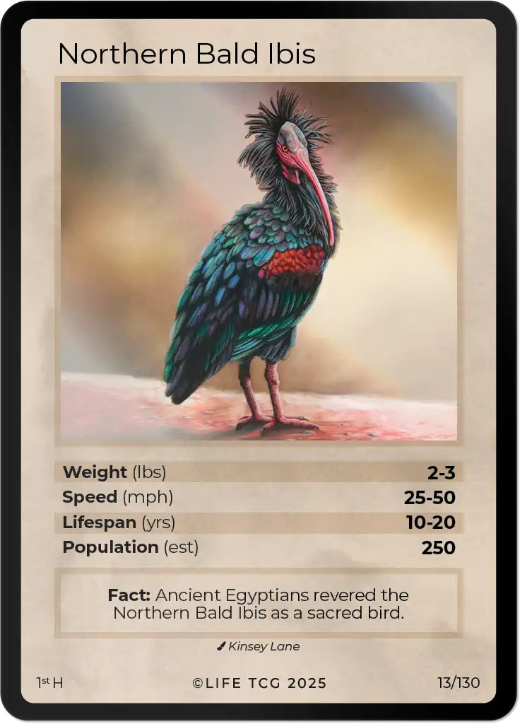 Northern Bald Ibis card front
