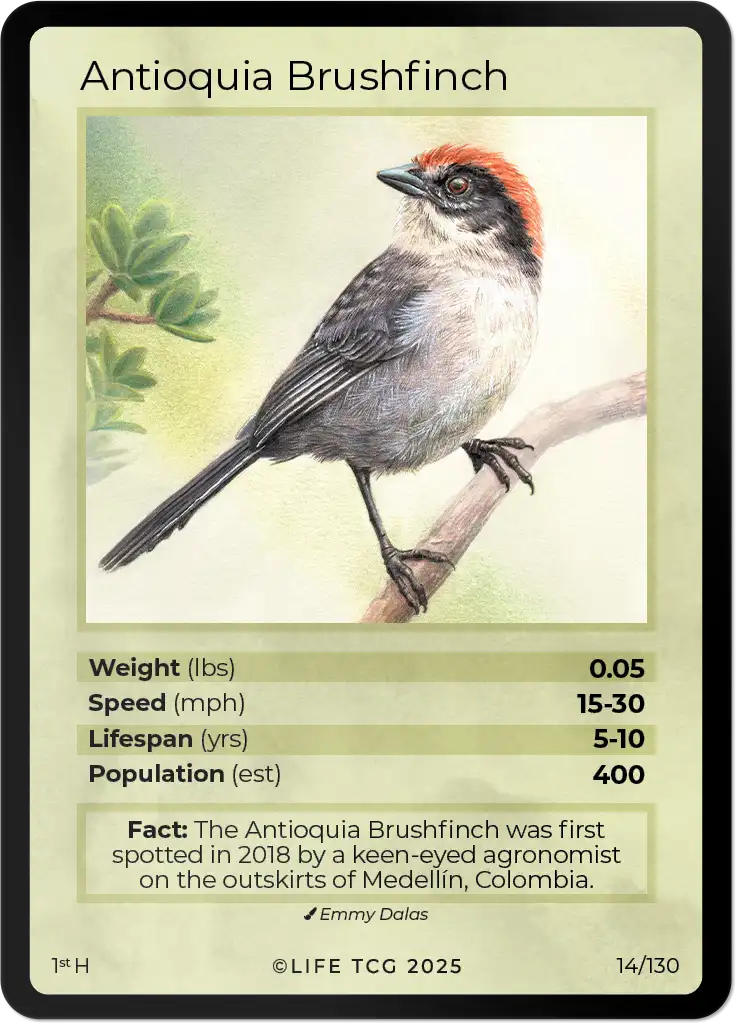 Antioquia Brushfinch card front