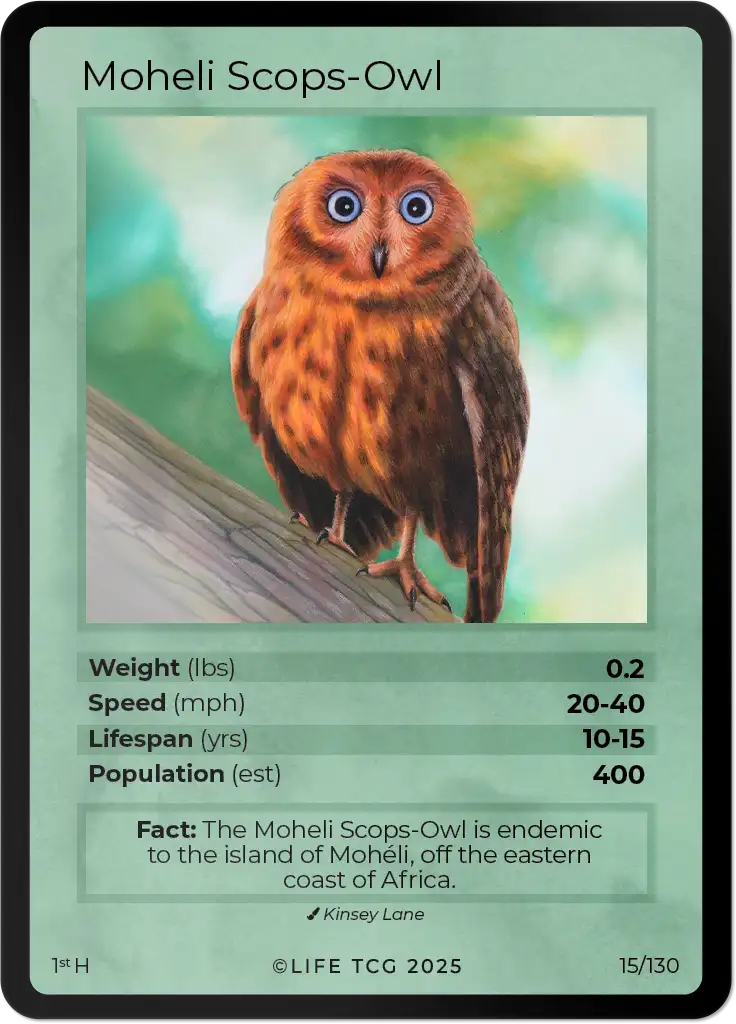 Moheli Scops-Owl card front