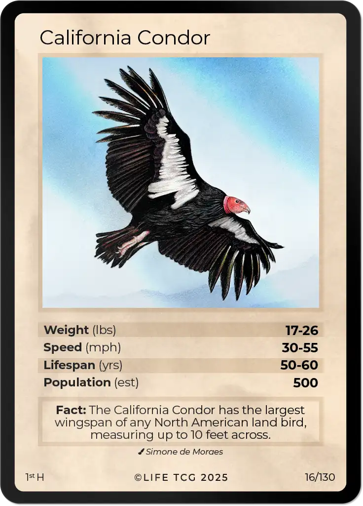 California Condor card front