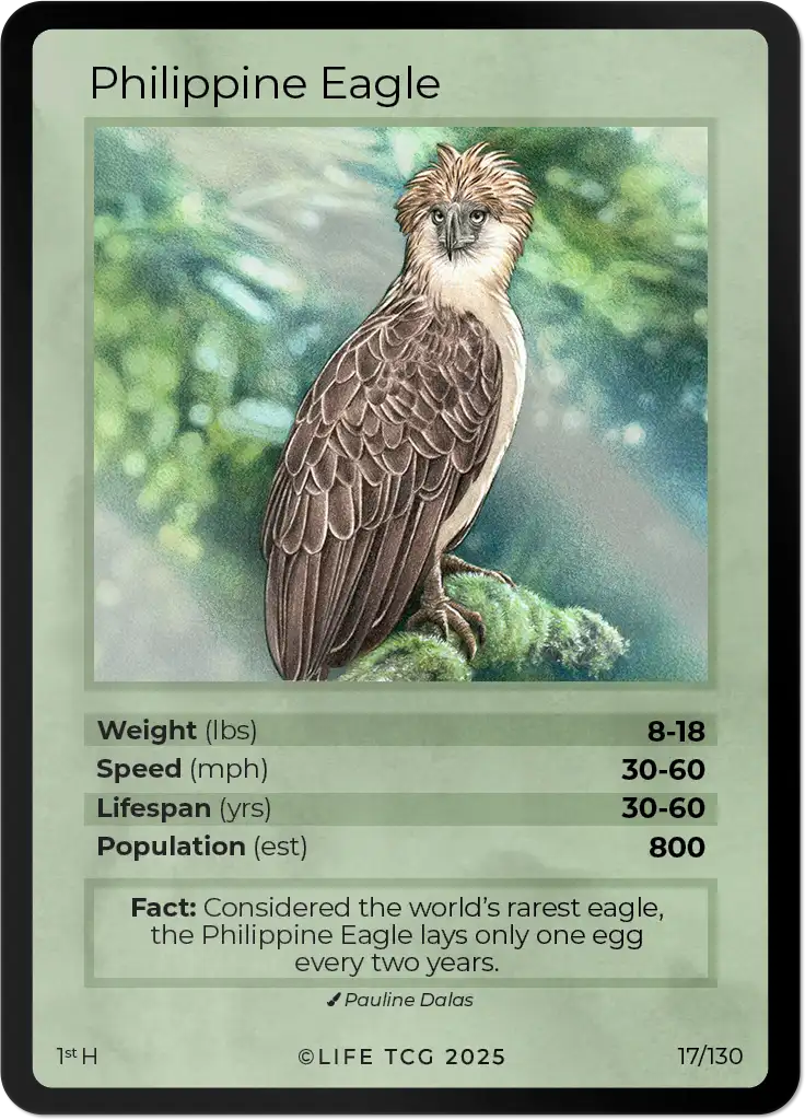 Philippine Eagle card front