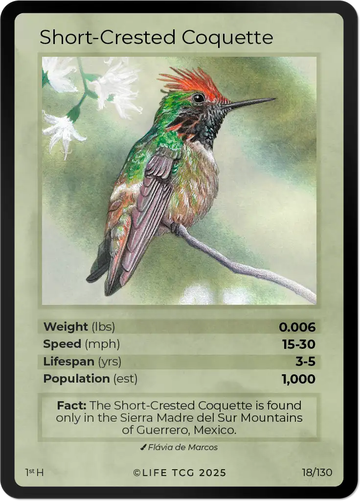 Short-Crested Coquette card front