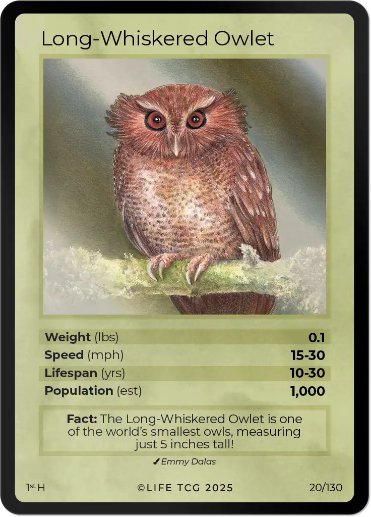 Long-Whiskered Owlet card front