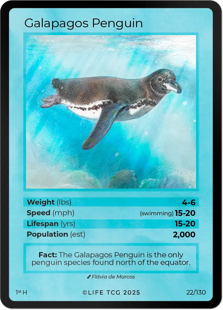 Galapagos Penguin card front