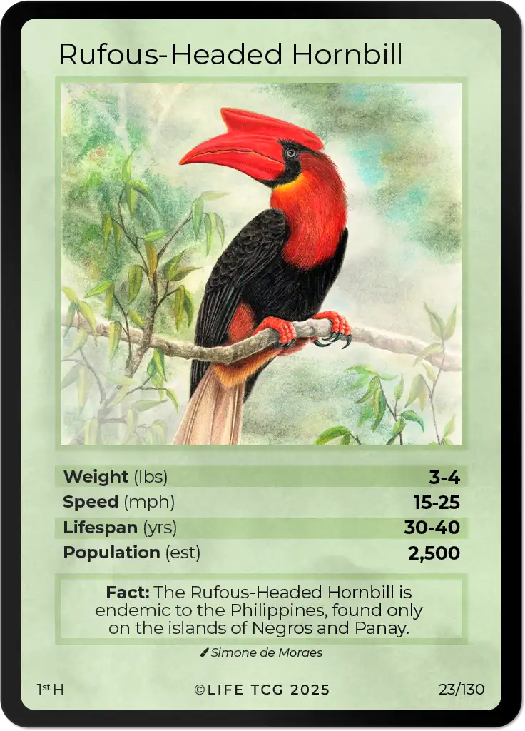 Rufous-Headed Hornbill card front