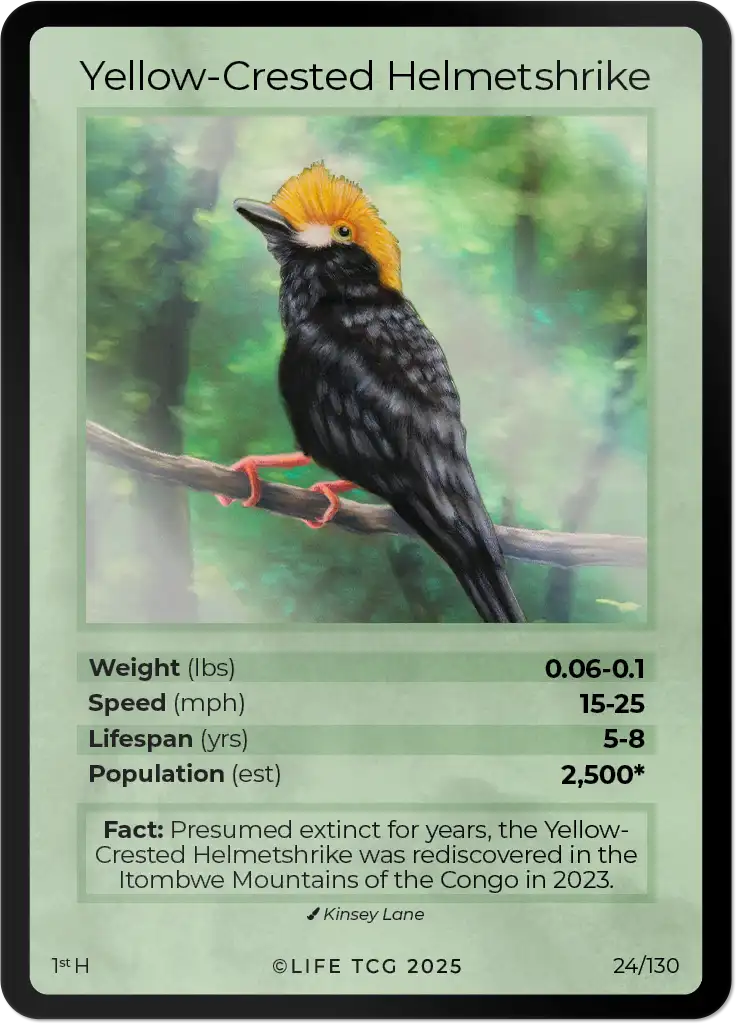 Yellow-crested Helmetshrike card front