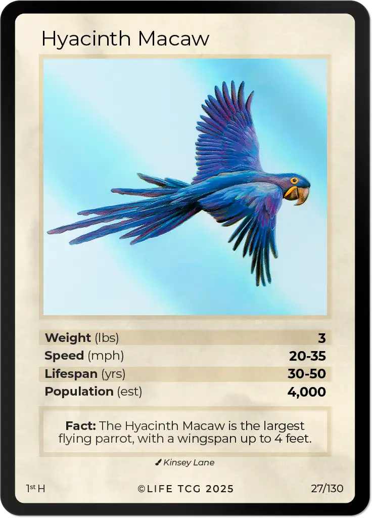 Hyacinth Macaw card front