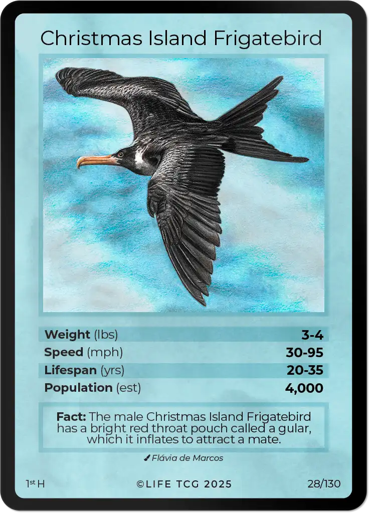 Christmas Island Frigatebird card front