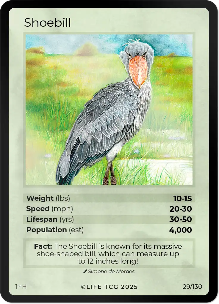 Shoebill card front
