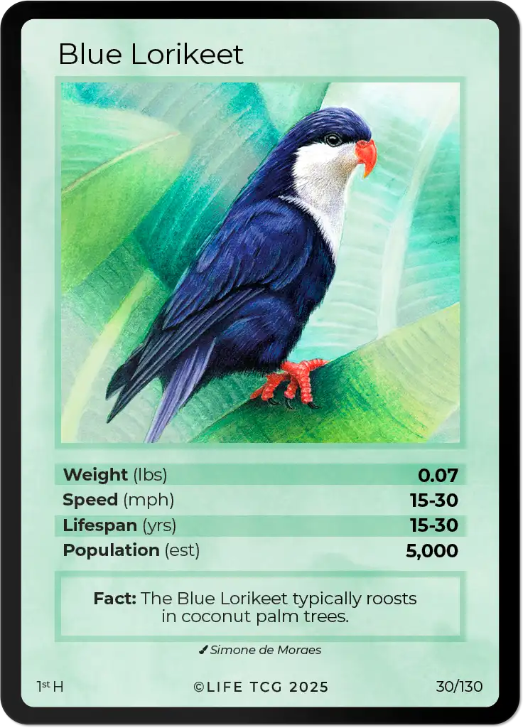 Blue Lorikeet card front