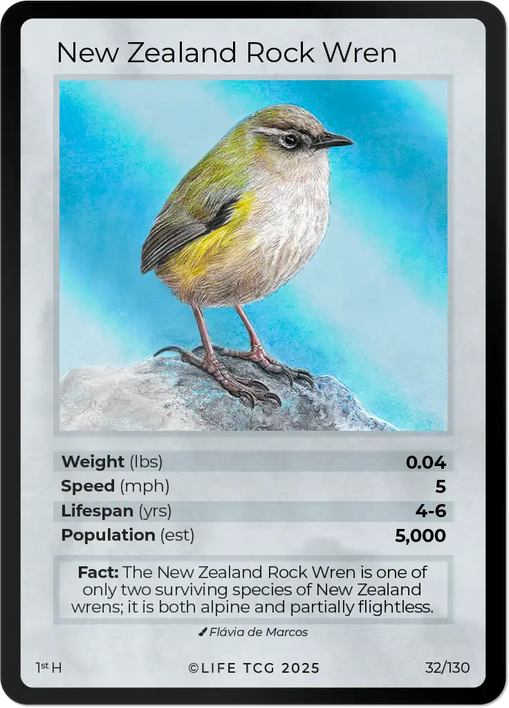 New Zealand Rock Wren card front