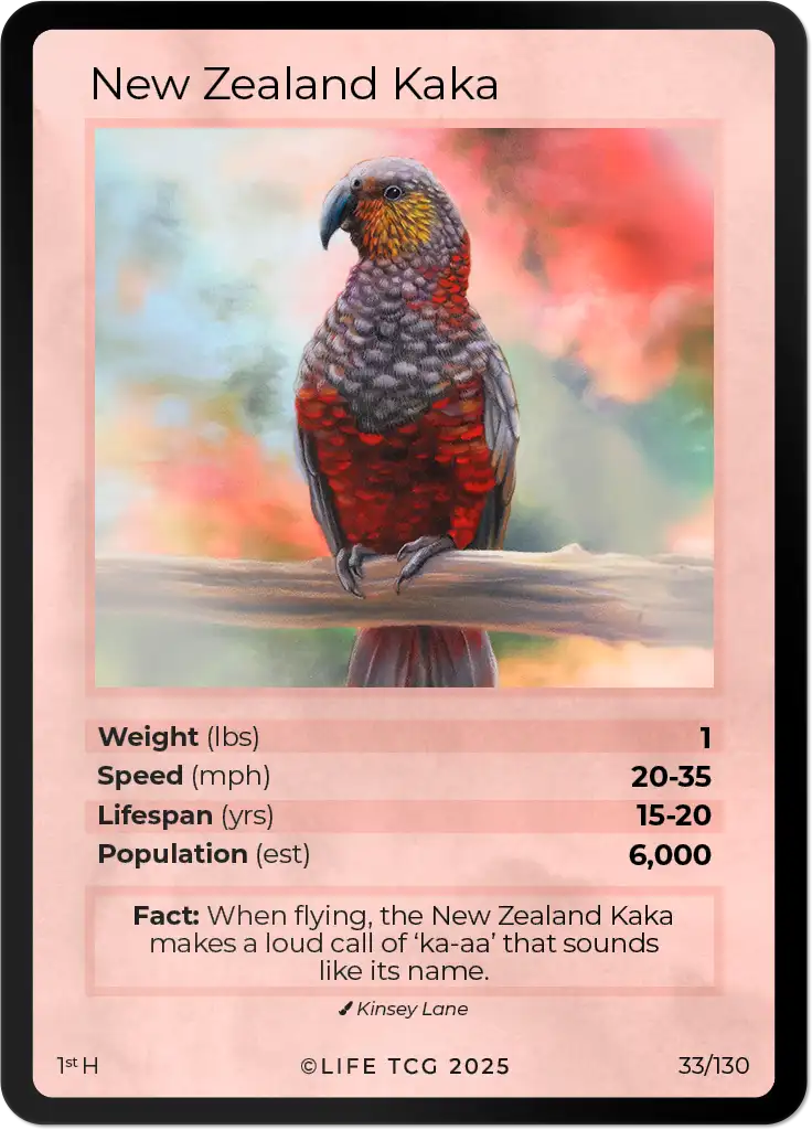 New Zealand Kaka card front