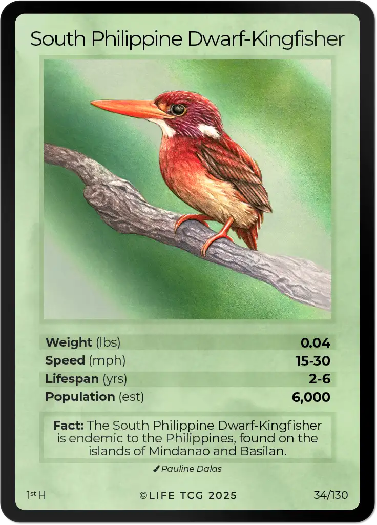 South Philippine Dwarf-Kingfisher card front