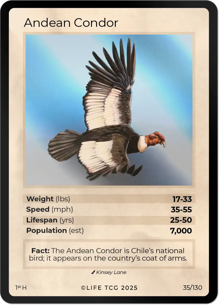 Andean Condor card front