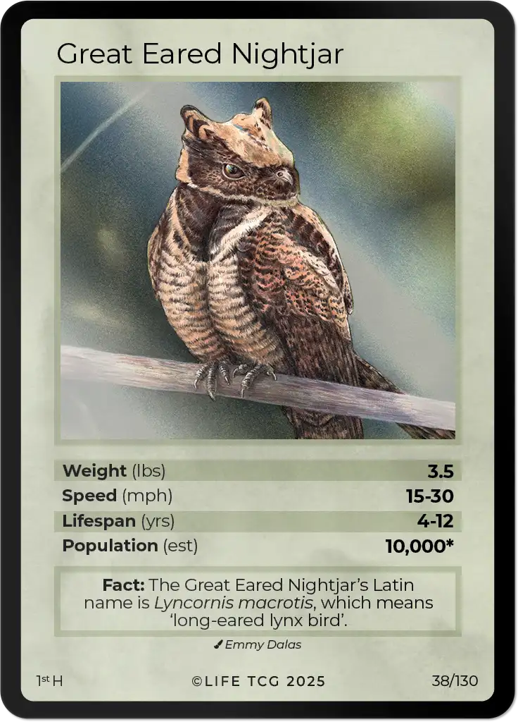 Great Eared Nightjar card front