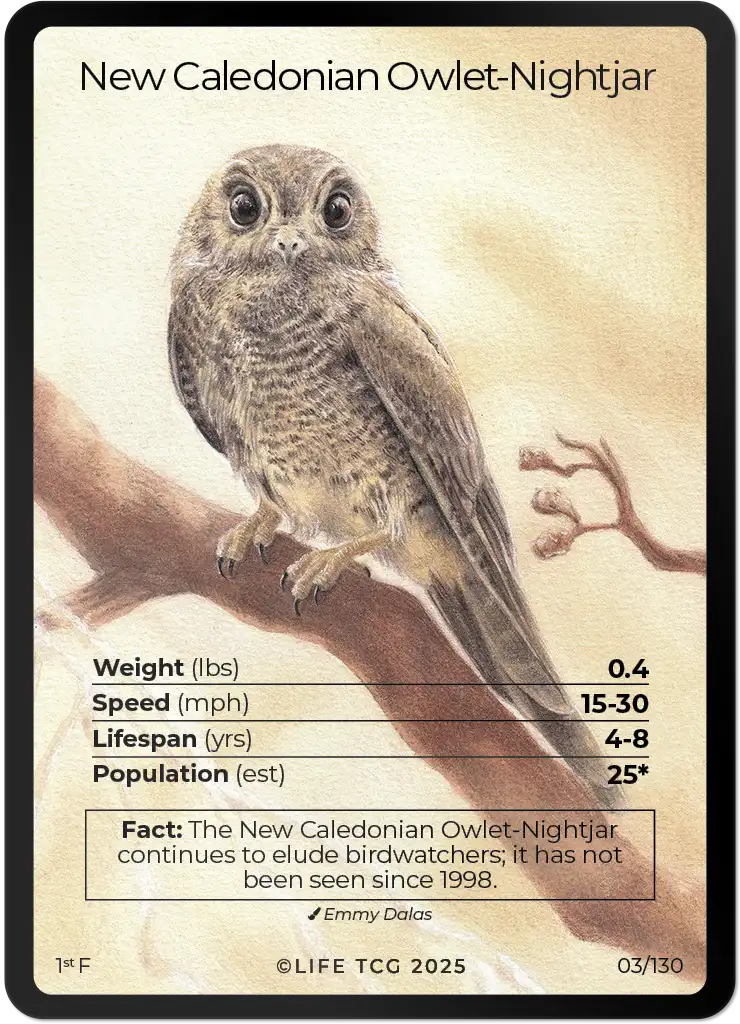 New Caledonian Owlet-Nightjar card front
