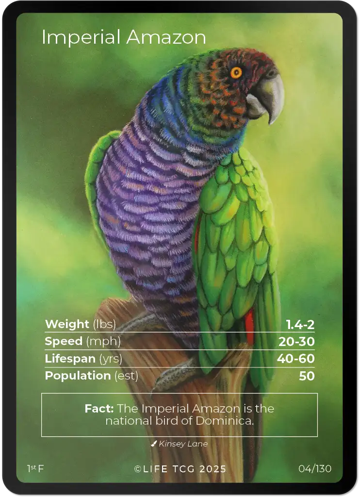Imperial Amazon card front