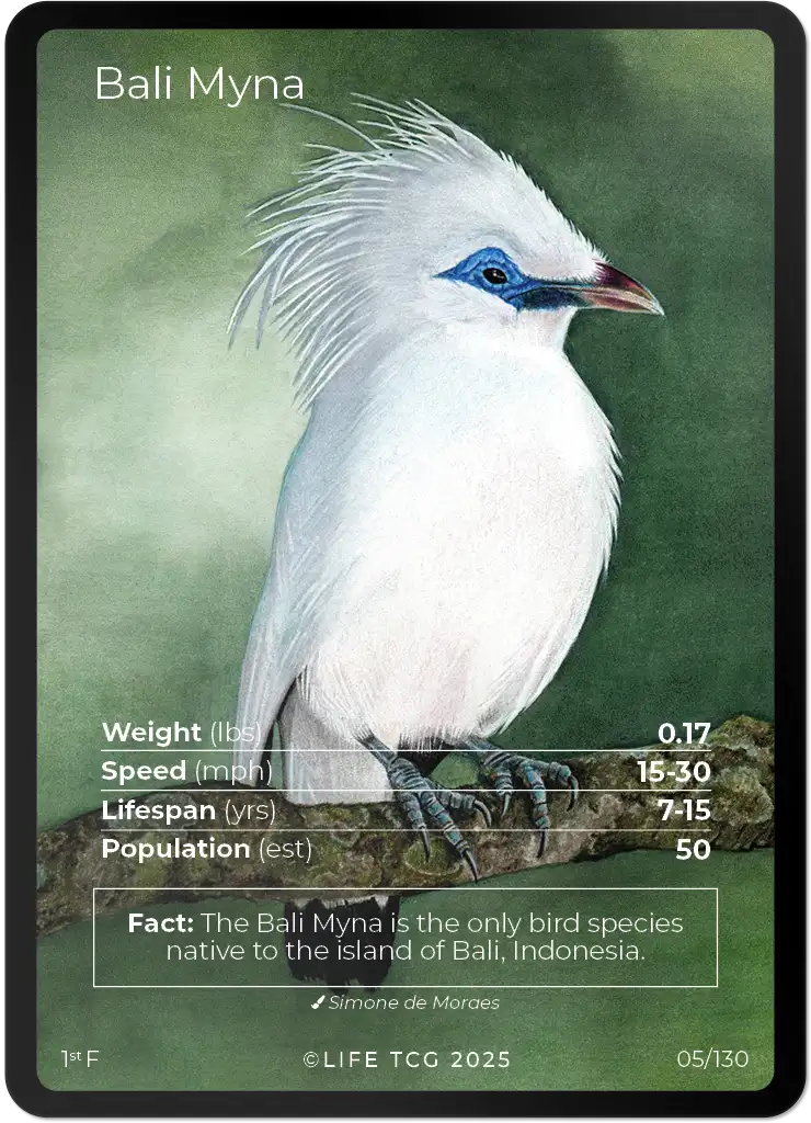 Bali Myna card front