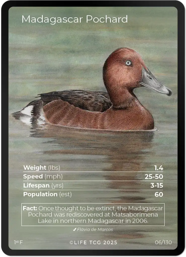Madagascar Pochard card front