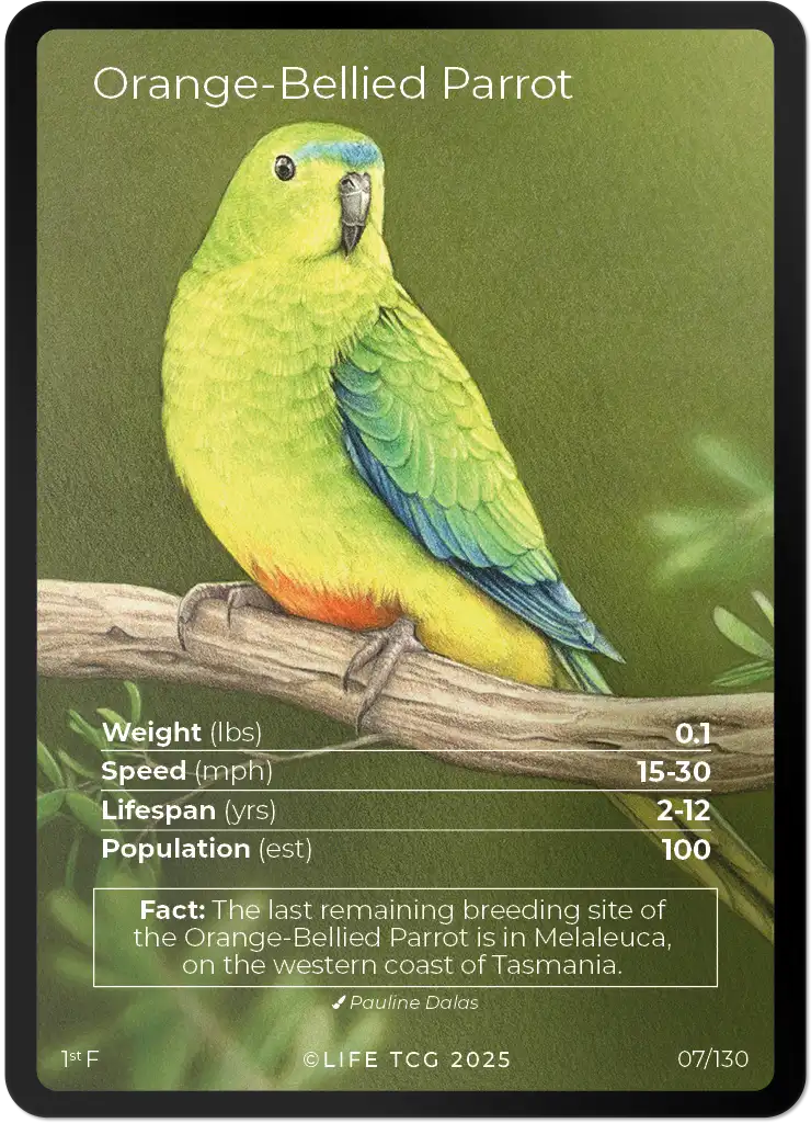 Orange-Bellied Parrot card front