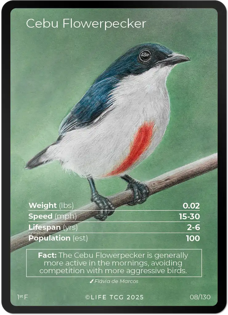 Cebu Flowerpecker card front