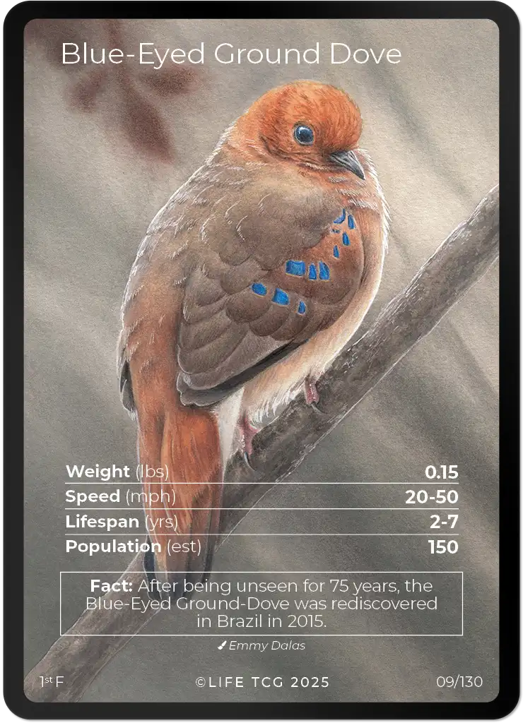 Blue-Eyed Ground Dove card front
