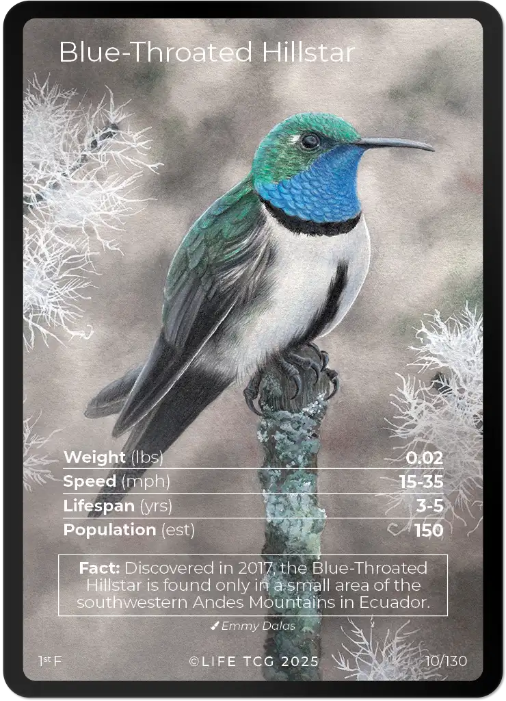 Blue-Throated Hillstar card front