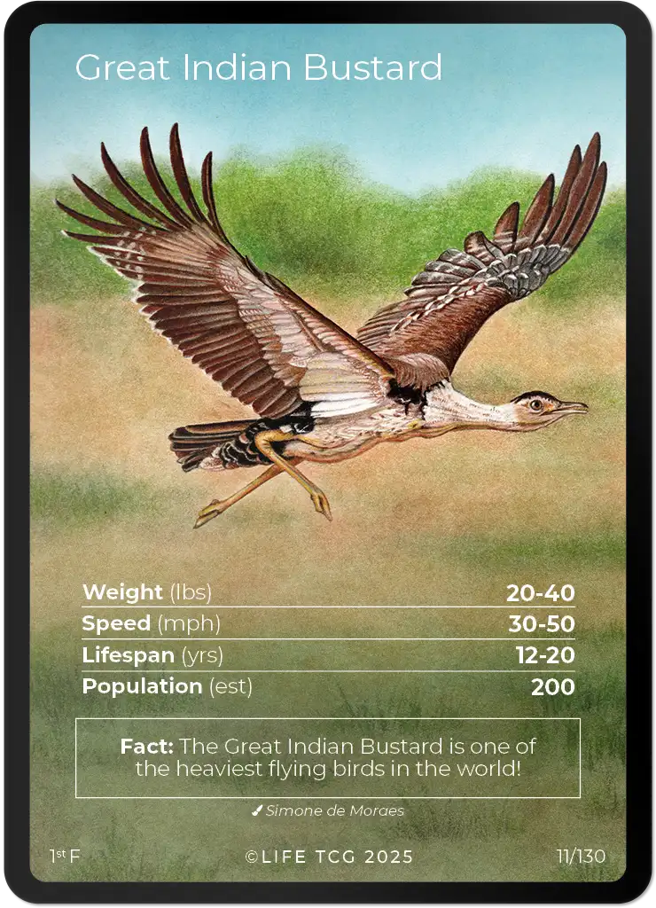 Great Indian Bustard card front