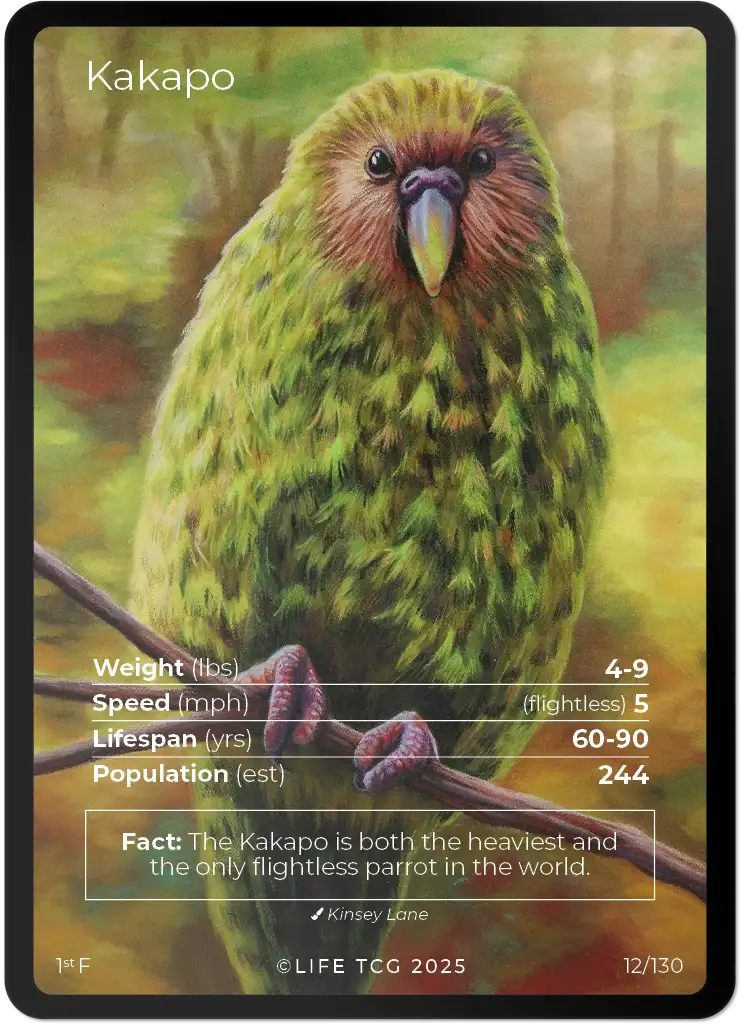 Kakapo card front
