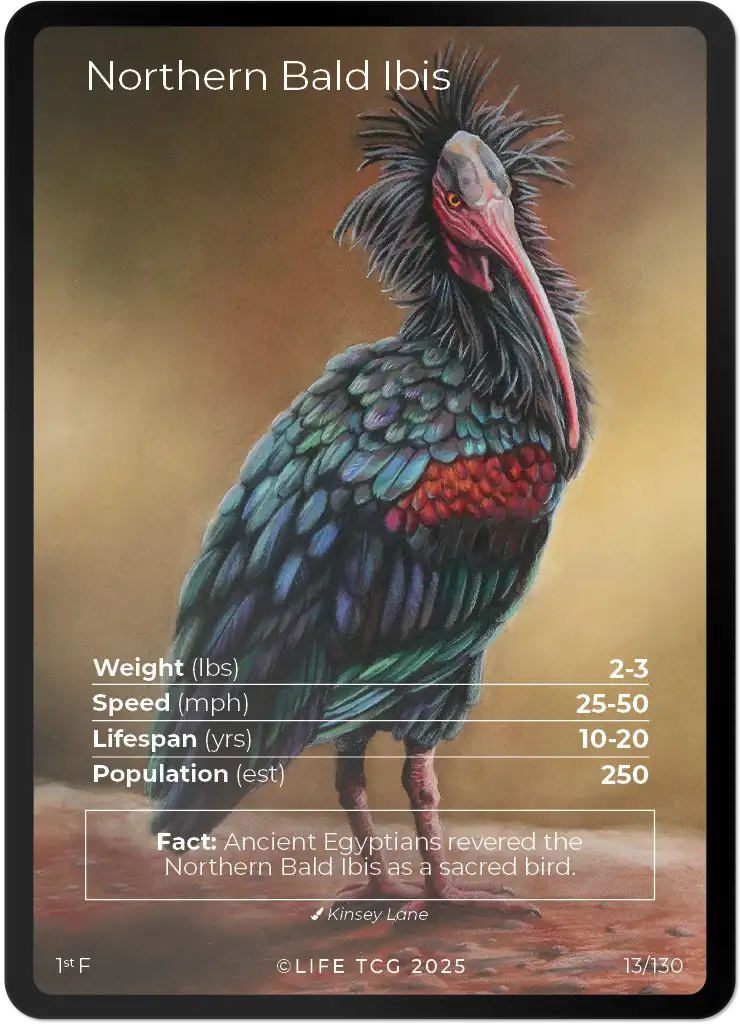 Northern Bald Ibis card front