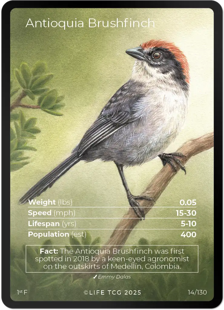 Antioquia Brushfinch card front