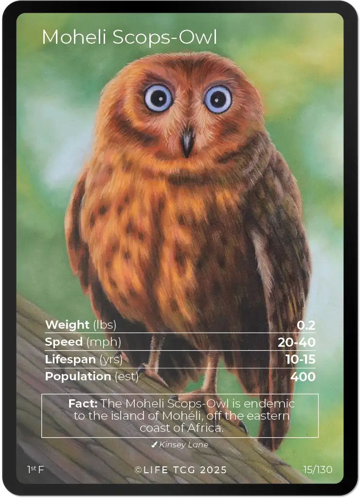 Moheli Scops-Owl card front