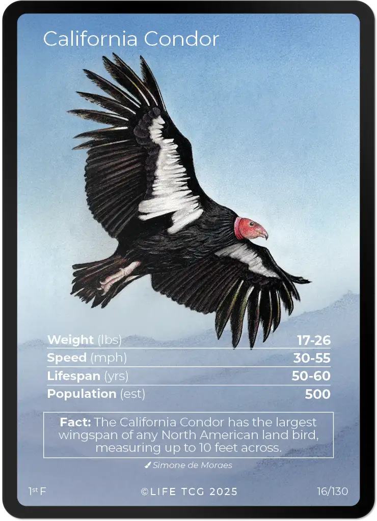 California Condor card front