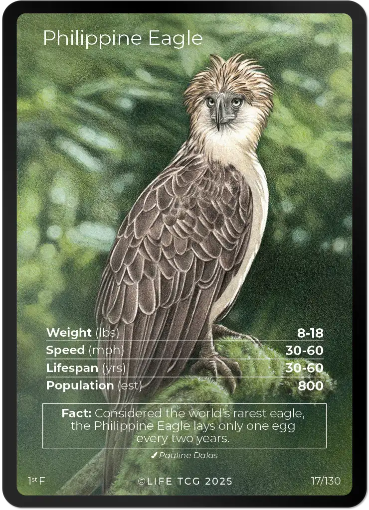 Philippine Eagle card front