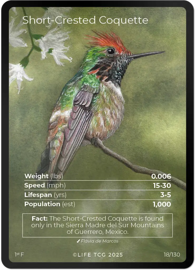 Short-Crested Coquette card front